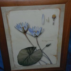 Quadro anonimo ninfea