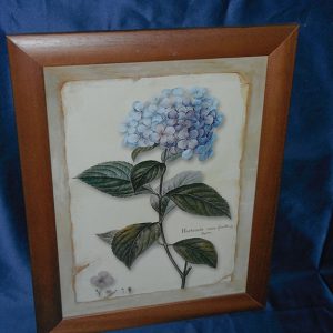 Quadro anonimo ortensia