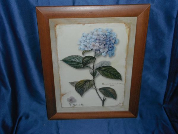 Quadro anonimo ortensia - immagine 4